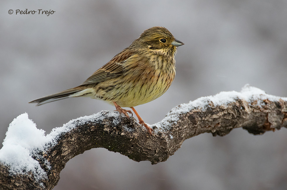 Escribano soteño (Emberiza cirlus)